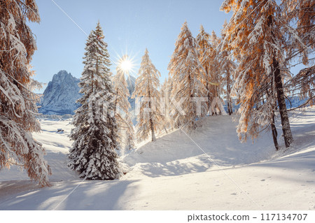 Larch forest with first snow on meadow Alpe di Siusi 117134707