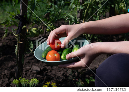 woman's hands harvesting fresh organic tomatoes in her garden on a sunny day. Farmer Picking Tomatoes. Vegetable Growing. Gardening concept woman's hands harvesting fresh organic tomatoes in her garden on a sunny day. Farmer Picking Tomatoes. Vegetable Growing. Gardening concept 117134783