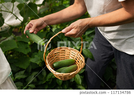 Smiling woman harvesting cucumbers at greenhouse Smiling woman harvesting cucumbers at greenhouse 117134786