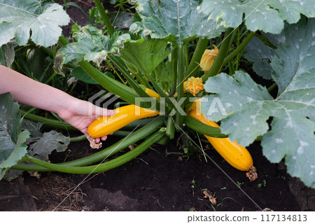Squash plant with blossoms, yellow zucchini in the garden, organic vegetables.Courgette plant (Cucurbita pepo) with yellow fruits growing in the garden bed outdoors Squash plant with blossoms, yellow zucchini in the garden, organic vegetables.Courgette plant (Cucurbita pepo) with yellow fruits growing in the garden bed outdoors 117134813