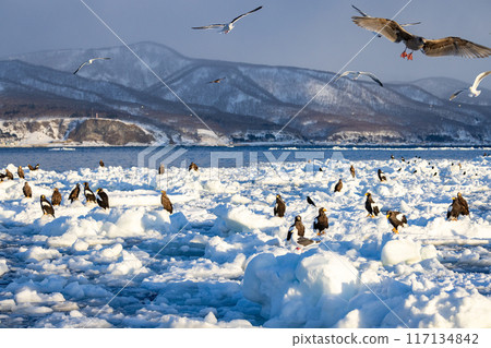 飛行在浮冰上的偉大的老鷹 117134842