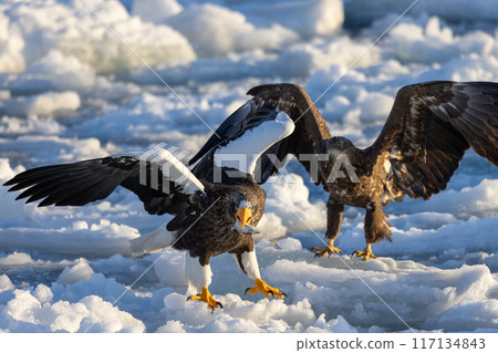 Steller's sea eagle and white-tailed eagle landing on drift ice 117134843