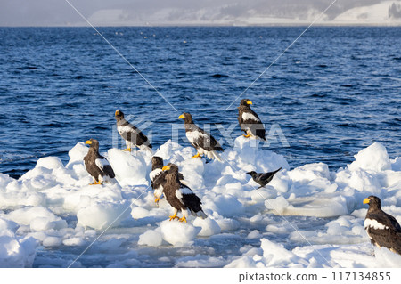 A flock of Steller's sea eagles resting on drift ice A flock of Steller's sea eagles resting on drift ice 117134855