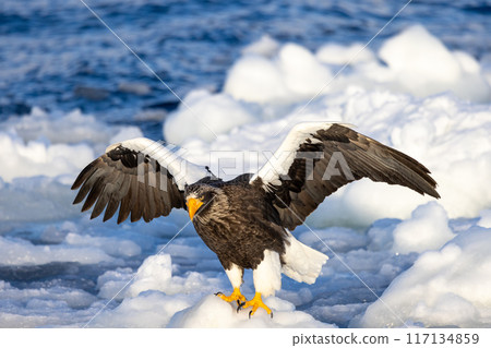 White-tailed eagle landing on drift ice 117134859