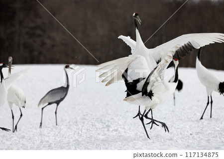 Red-crowned cranes flying to the feeding area Red-crowned cranes flying to the feeding area 117134875