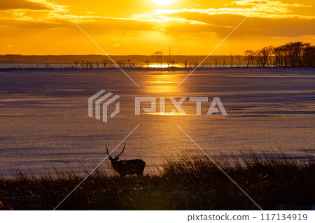 野付半島的蝦夷鹿邊散步邊欣賞日落 117134919