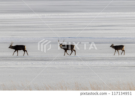走過雪原的蝦夷鹿 117134951