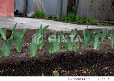 Spring shoots of flowers in a flower bed after rain. Background with copy space for text 117135030