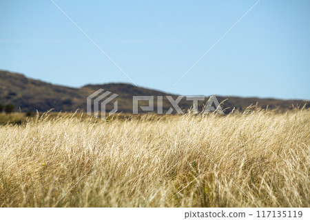 Long pasture meadow for cattle in the southern summer with the Sierra de la Ventana in the background 117135119