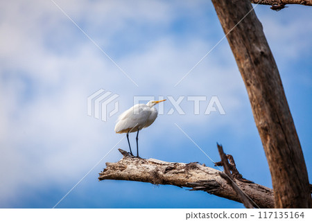 White egret 117135164