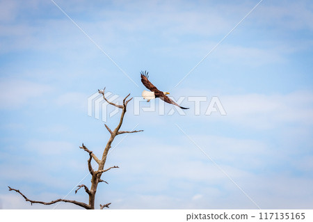 Bald eagle flying Bald eagle flying 117135165