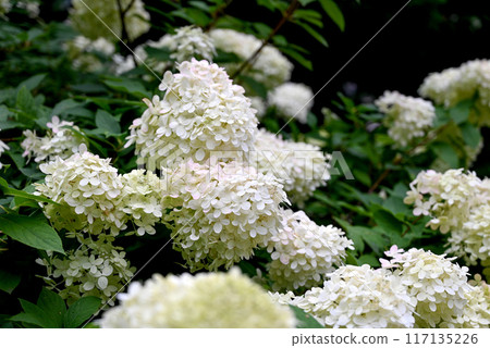White hydrangeas growing on a bush White hydrangeas growing on a bush 117135226