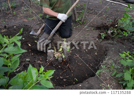 Digging out of trunk and roots with mini excavator. Tree stump removal. Man shakes earth from roots 117135288