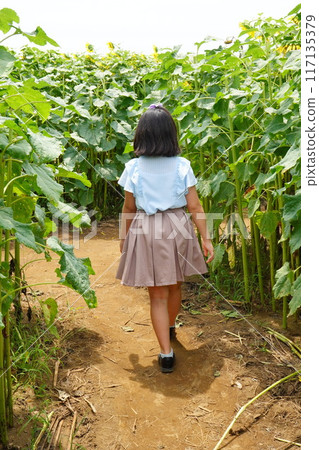 A photo of a girl trying to solve a sunflower maze in a sunflower field in Chiba Prefecture that we visited in July. 117135379