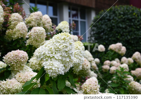 Summer private garden with blooming hydrangea Annabelle. Lush lawn edge, beautiful path. Landscape design 117135390