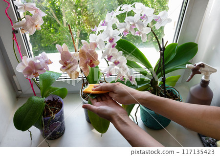 Female hand wipe the dust from the leaves of the orchid flower. Female hand wipe the dust from the leaves of the orchid flower. 117135423