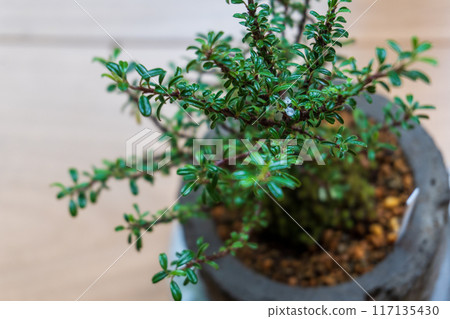 Small flowers blooming on a mini bonsai of white rose 117135430
