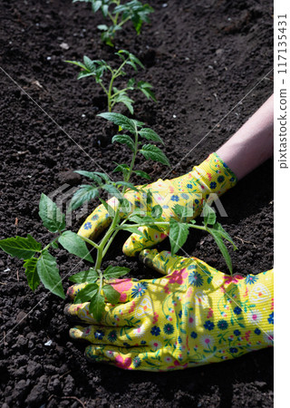 Farmer planting tomatoes seedling in organic garden. Gardening young plant into bed Farmer planting tomatoes seedling in organic garden. Gardening young plant into bed 117135431
