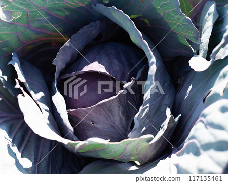 Red cabbage farm and farmer. Red cabbage farm and farmer. 117135461