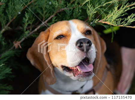 Beagle puppy looking up. Pet portrait indoors. Beagle puppy looking up. Pet portrait indoors. 117135470