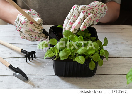 Woman wearing gardening gloves transplanting flower into pot at wooden table, closeup Woman wearing gardening gloves transplanting flower into pot at wooden table, closeup 117135673