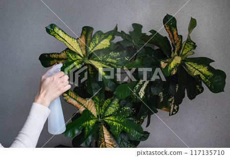 A teenage girl sprays home flowers from a spray bottle at home. House plant care. Hobby for a teenager A teenage girl sprays home flowers from a spray bottle at home. House plant care. Hobby for a teenager 117135710