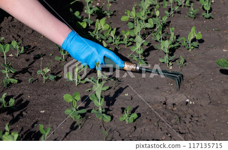 A gardener spuds strawberry beds with a rake. 117135715