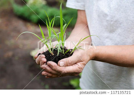 Young Green wheat seedlings in the hands of a farmer. Organic green wheat in the field. Sunset light. Agro business. Harvesting. Young Green wheat seedlings in the hands of a farmer. Organic green wheat in the field. Sunset light. Agro business. Harvesting. 117135721