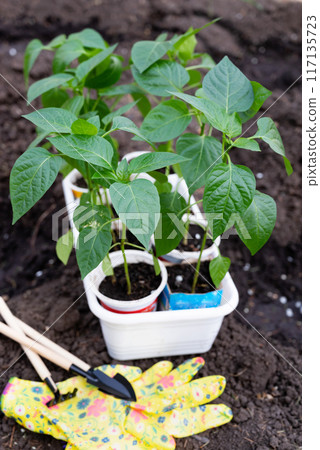 Human hands taking care of a seedling in the soil. New sprout on sunny day in the garden in summer 117135723