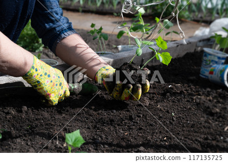 female hands in household gloves transplant seedlings of cucumbers. 117135725