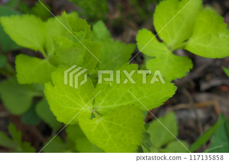 Spring Mitsuba leaves Spring Mitsuba leaves 117135858