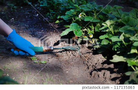 A gardener spuds strawberry beds with a rake. A gardener spuds strawberry beds with a rake. 117135863