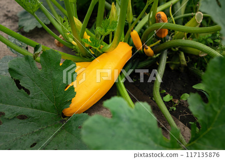 A close-up of a farmer holding zucchini,organic vegetables in a wicker basket with a shirt. Assembly of modern agricultural products. growing organic vegetables. Stop using insecticides and chemicals. A close-up of a farmer holding zucchini,organic vegetables in a wicker basket with a shirt. Assembly of modern agricultural products. growing organic vegetables. Stop using insecticides and chemicals. 117135876