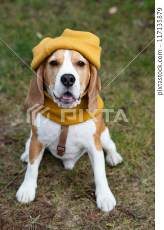 A beagle dog in a knitted yellow hat and scarf is lying on the sofa. Cozy warm home environment, preparation for cold weather. Autumn concept. A beagle dog in a knitted yellow hat and scarf is lying on the sofa. Cozy warm home environment, preparation for cold weather. Autumn concept. 117135879