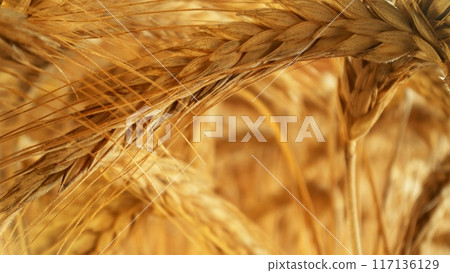 A Barley Field With Shining Golden Barley Ears In Late Summer A Barley Field With Shining Golden Barley Ears In Late Summer 117136129