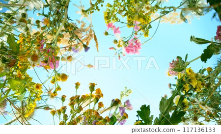 Unique Bottom View on Beautiful Meadow Flowers. Unique Bottom View on Beautiful Meadow Flowers. 117136133