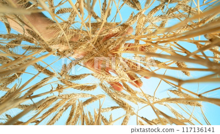 A Barley Field With Farmer Hand Above. A Barley Field With Farmer Hand Above. 117136141