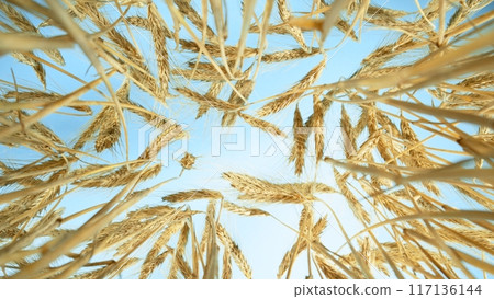 A Barley Field With Shining Golden Barley Ears In Late Summer 117136144