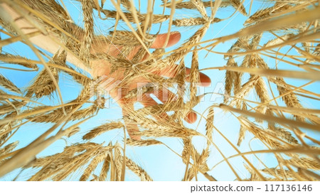 A Barley Field With Farmer Hand Above. 117136146