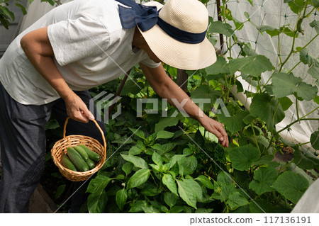 A farmer woman in a cotton apron tears cucumbers in a greenhouse into a wicker basket. The concept of harvesting. Summer and autumn on the farm are filled with organic themes. Close-up. 117136191