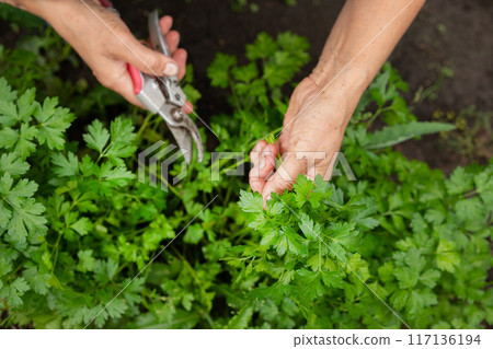 Close-up of womans hands with pruner cutting crop of fresh parsley 117136194