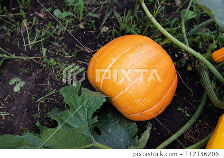 Harvest of fresh organic orange pumpkins on green lawn near flower bed of bright marigolds in kitchen garden on sunny autumn day. Happy Thanksgiving holiday concept. Garden seasonal works Harvest of fresh organic orange pumpkins on green lawn near flower bed of bright marigolds in kitchen garden on sunny autumn day. Happy Thanksgiving holiday concept. Garden seasonal works 117136206