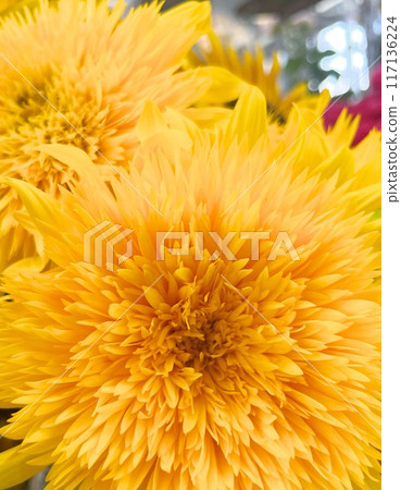 雙盛開的向日葵 117136224