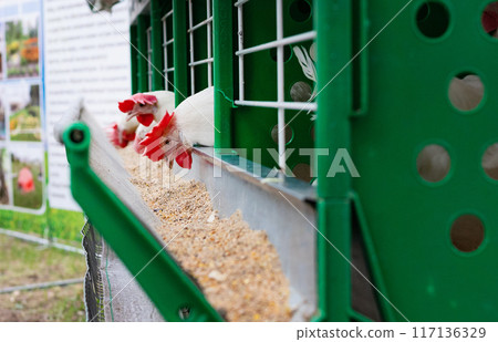 Eggs Chickens ,hens in cages industrial farm Eggs Chickens ,hens in cages industrial farm 117136329