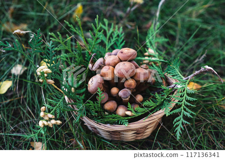 Basket with edible white mushrooms. Boletus edulis. Collect porcini in forest 117136341