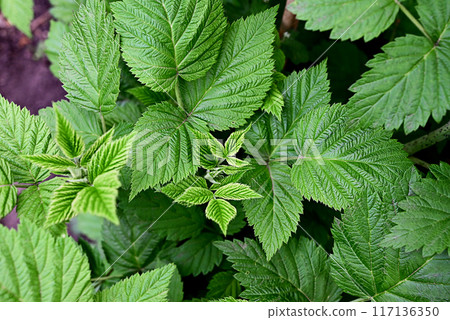 The first young raspberry leaves. An antioxidant. Herbal tea. Close-up of new leaves. Blurred background. The first young raspberry leaves. An antioxidant. Herbal tea. Close-up of new leaves. Blurred background. 117136350