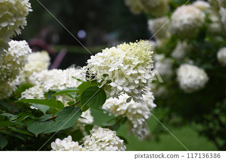 White hydrangeas growing on a bush White hydrangeas growing on a bush 117136386