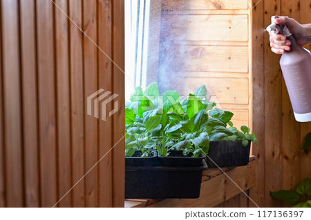 A box with seedlings on the windowsill in the apartment A box with seedlings on the windowsill in the apartment 117136397