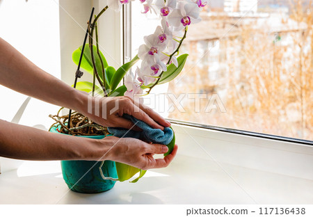 Caring for orchids in the winter. Cleaning the leaves of houseplants. Caring for orchids in the winter. Cleaning the leaves of houseplants. 117136438