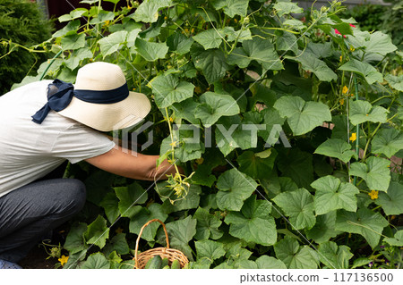 A farmer woman in a cotton apron tears cucumbers in a greenhouse into a wicker basket. The concept of harvesting. Summer and autumn on the farm are filled with organic themes. Close-up. A farmer woman in a cotton apron tears cucumbers in a greenhouse into a wicker basket. The concept of harvesting. Summer and autumn on the farm are filled with organic themes. Close-up. 117136500